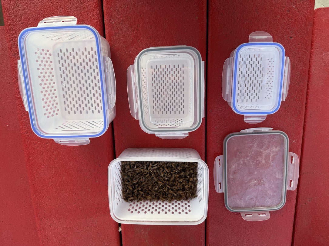 Bugs storage container with strainer